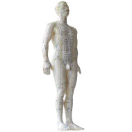 MODEL ZA AKUPUNKTURO, 50 CM