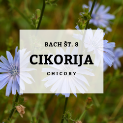 BACHOVE KAPLJICE 8, CIKORIJA - CHICORY, SOLIME, 10 ML BACHOVE KAPLJICE 8, CIKORIJA - CHICORY, SOLIME, 10 ML