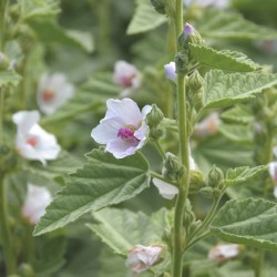 PLANTATUSS 20 VREČK SOLIME